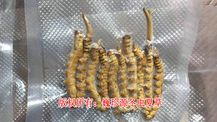早產(chǎn)冬蟲(chóng)夏草,在新鮮冬蟲(chóng)夏草采挖上市初期,有為數(shù)不少的早產(chǎn)冬蟲(chóng)夏草流入市場(chǎng)