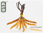 xĲ2.2l/ ڲ x؛r286Ԫ/
