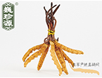 xĲ2l/ ڲ x؛r306Ԫ/